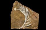 Paleocene Fossil Plant (Parataxodium) - North Dakota #96895-1